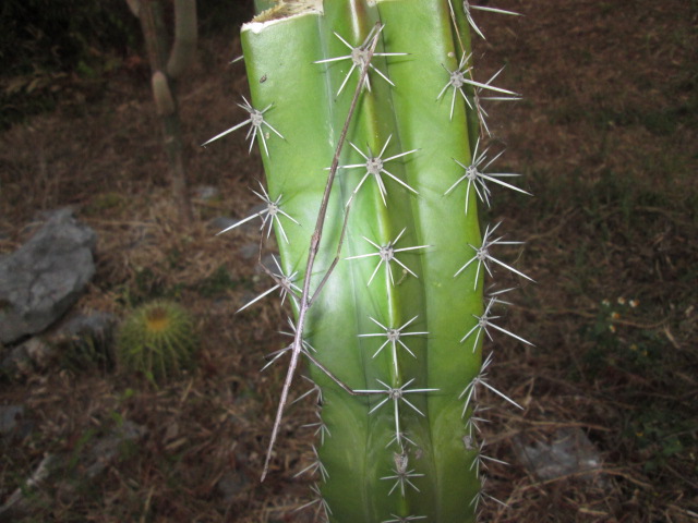 stick8inch.jpg